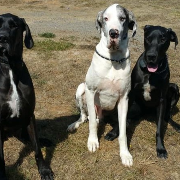 Meet your Posher, Connie - Picture 2 of 3